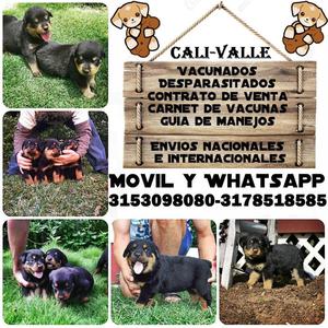 Rottweiler originales