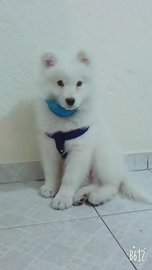 Samoyedo