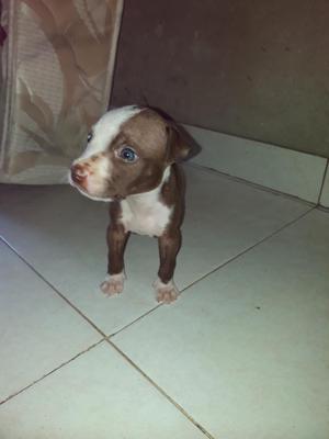 Se Vende Hembra Pitbull