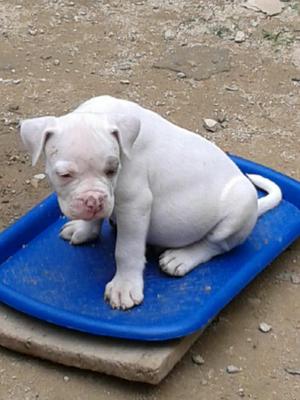 Vendo American Bulldog Clasic Jhonson