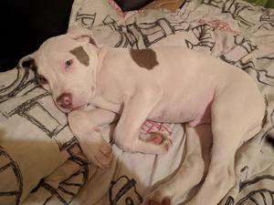 Vendo Pitbull de 3 Meses