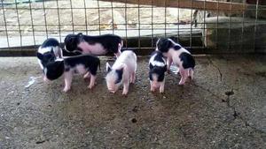 Venta De Mini Pigs -vaquitas (Monteria-cordoba) Miniaturas