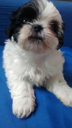 Venta de Hermosos perros Shih Tzu