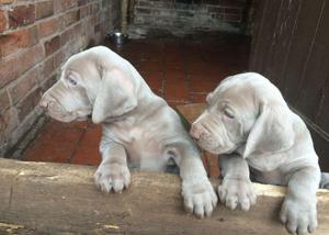 WEIMARANER BRACO DE WEIMAR VENTA