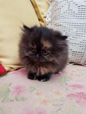 hermosos gatitos Persas