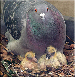 pichones de palomo para remedios caseros.