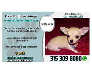 HERMOSOS CACHORROS CHIHUAHUA VENDE TIENDA DE MASCOTAS