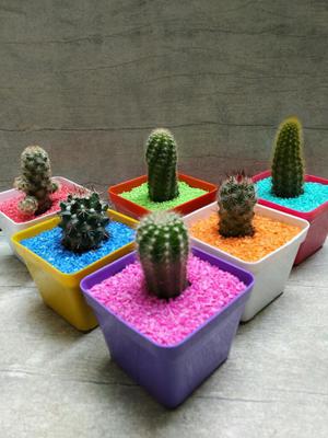 Hermosos Cactus  Unidad