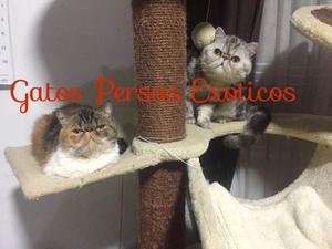 Gatos Persas Exoticos