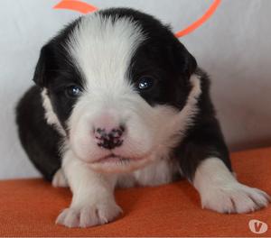 LINDOS CACHORROS BORDER COLLIE CLASICOS