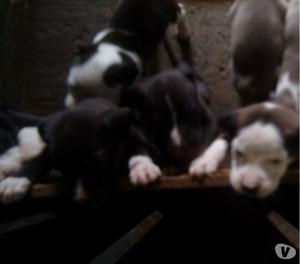 cachorros pitbull en venta