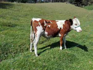 Ternero Simmental Por Ayrshire De 10 Meses