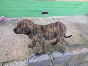 Cachorros Fila Brasilero