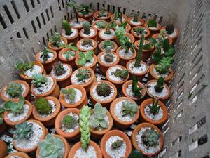 Suculentas y cactus en matera de barro y plásticas de 8cm
