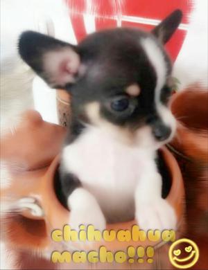 Adopto Cachorros Labrador Y Chihuahua