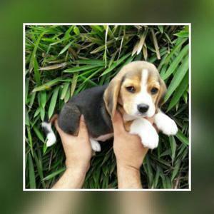 Ala Venta Cachorros Beagle Tricolor