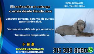 BRACO WEIMARANER, extraordinario por su porte