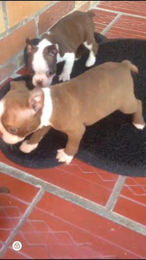 Boston Terrier Disponibles Super Puros