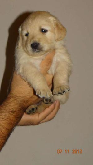 Cachorros Golden Retriever