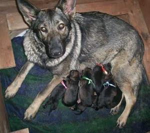 Cachorros Pastor Aleman