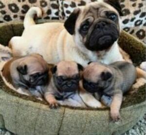 Cachorros Pug