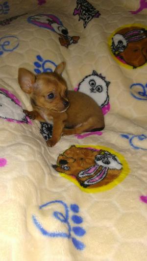 Chihuahua Disponibles