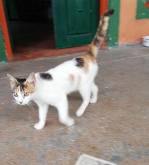 GATICA EN ADOPCION