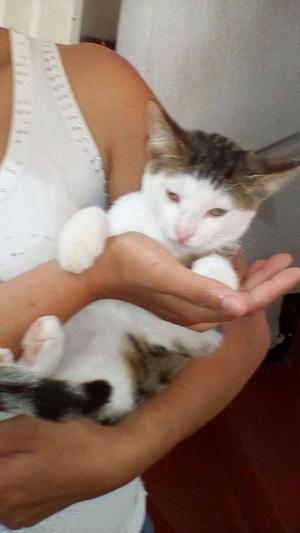 GATICO EN ADOPCION