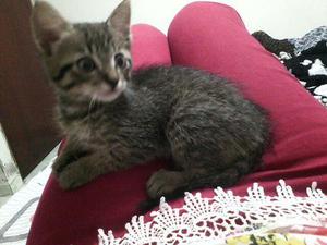 GATICO EN ADOPCION