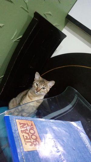 Gata Busca Hogar