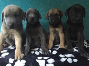 Hermosos Cachorros Gran Danes Disponible