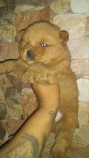 Hermosos Chow Chow