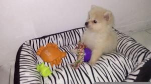 Hermosos Pomerania Lulu Disponible