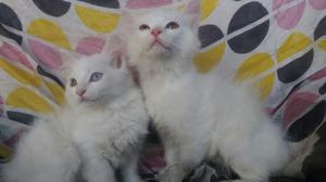 Lindos Angora Vendo Permuto