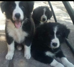 Lindos Cachorros Bordel Collie