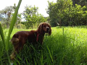 Perrita Cocker Spaniel
