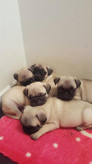 Perritos Pug Pequeños Llamar 