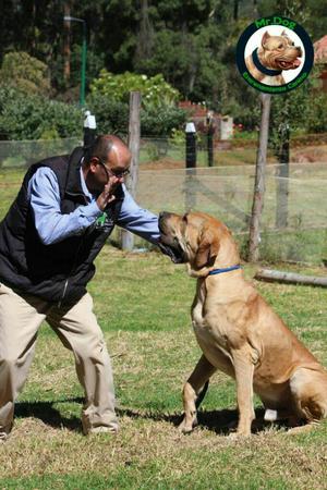 Perros Adiestramiento