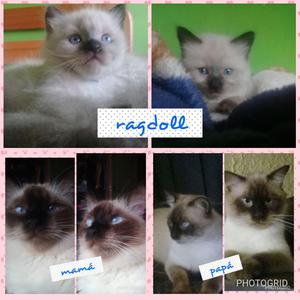 Ragdoll Hembra Y Macho Garantizados