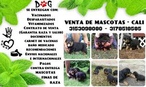 Rottweiler perritos para la venta