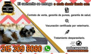 SHIH TZU excepcionales