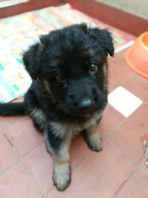 Se Vende Cachorra Pastor Aleman