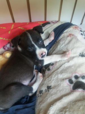 Se Vende Perro Pitbull de 45 Dias