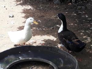 Se vende pato ganso