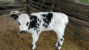 Ternera Holstein X Normando