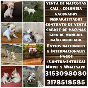 Vendemos cachorros Chihuahua