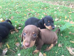 Vendo Cachorros Salchicha