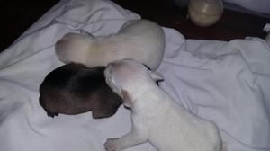 Vendo bebes schnauser