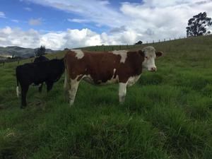 Vendo novilla 3l4 Simmental