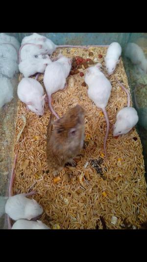 Venta de Toda Clase de Hamster,ratones